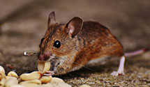 24 Hour & Emergency Exterminators in E Windsor, NJ